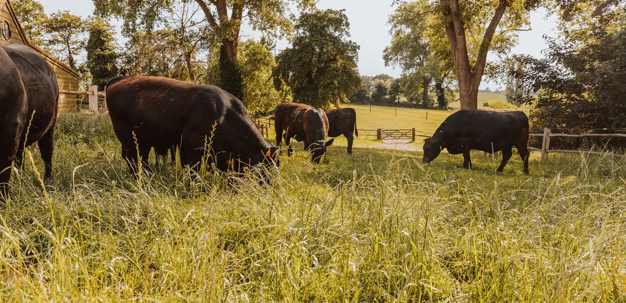 De Black Angus-kudde graast in het hoge gras van de weide, onder de bomen