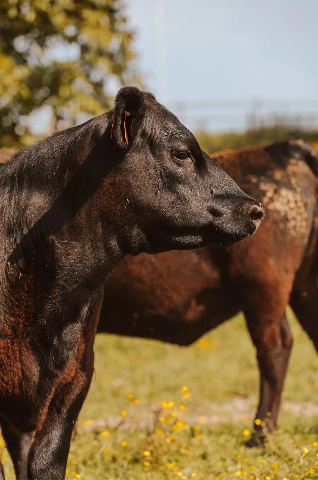 Een Black Angus-rund in profiel, in de weide